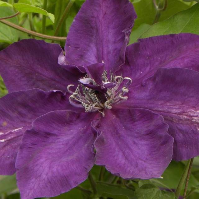 Clématite Amethyst Beauty™ 'Evipo043' (D.R Travers)