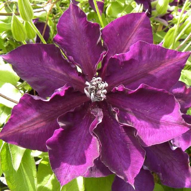 Clématite Amethyst Beauty™ 'Evipo043' (D.R Travers)