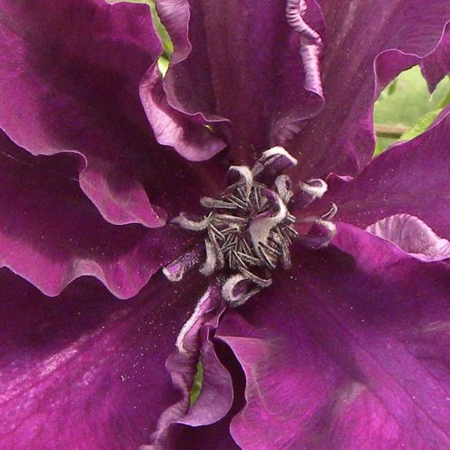 Clématite Amethyst Beauty™ 'Evipo043' (D.R Travers)