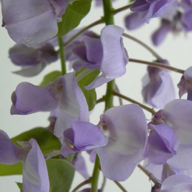 Glycine soyeuse Okayama (D.R Travers)