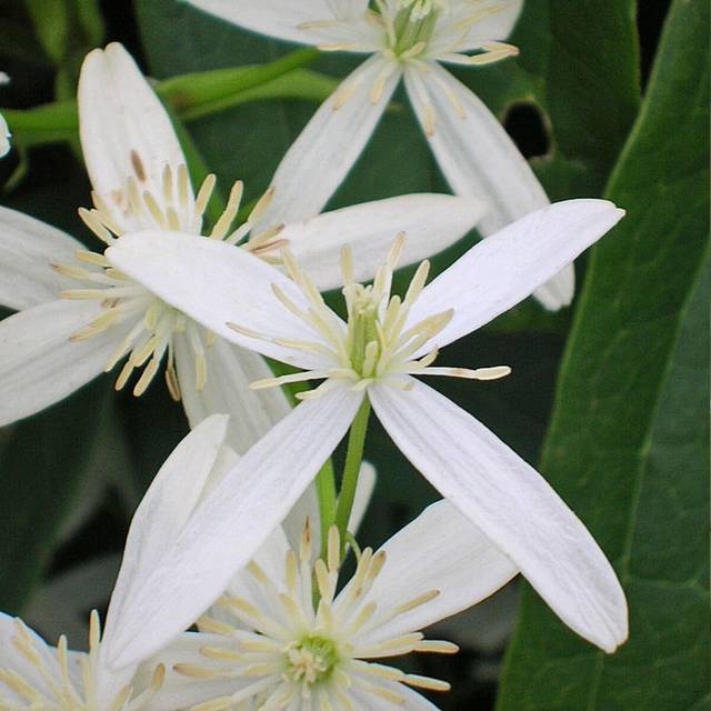 Clématite armandii Snowdrift (D.R Travers)