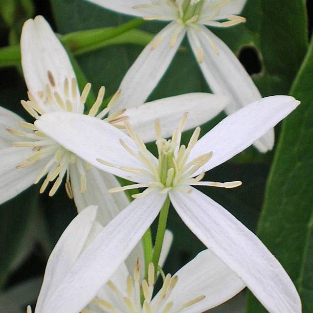 Clématite armandii Snowdrift (D.R Travers)