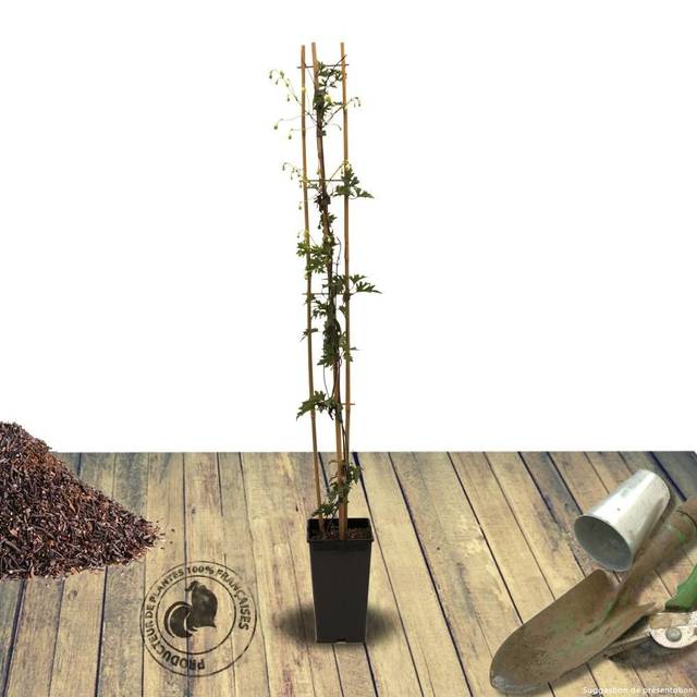 Clématite cartmanii Early Sensation (D.R Travers)