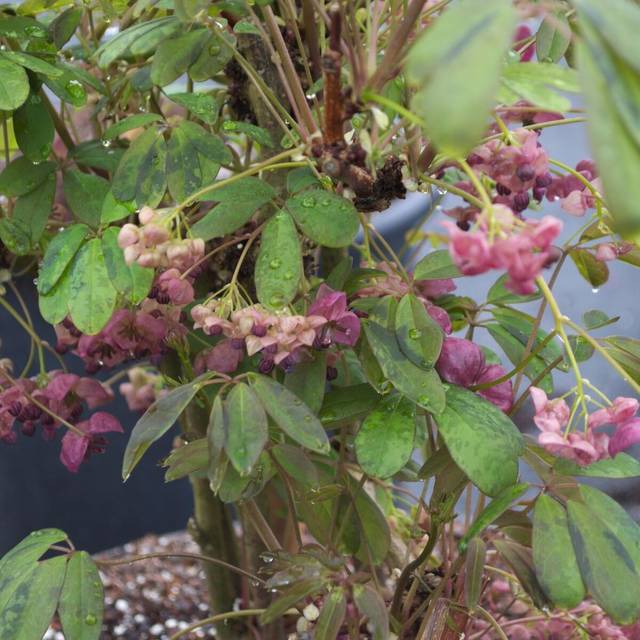 Akebie quinata Silver Bells (D.R Travers)