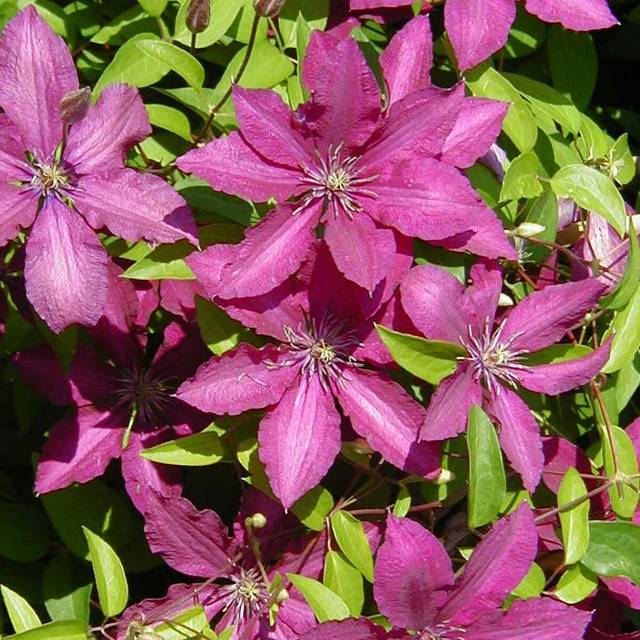 Clématite Ruutel (D.R Travers)