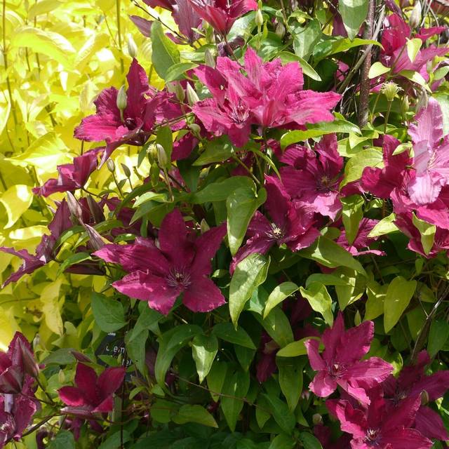 Clématite Ruutel (D.R Travers)
