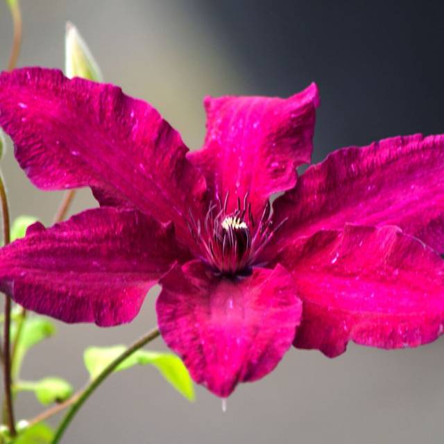 Clématite Ruutel (D.R Travers)