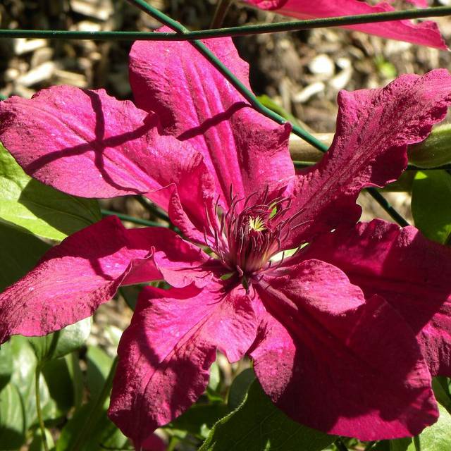 Clématite Ruutel (D.R Travers)