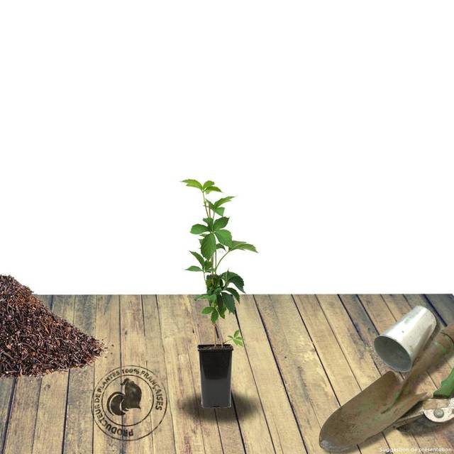 Vigne Vierge veitchii Robusta (D.R Travers)