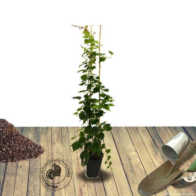 Vigne Vierge veitchii Robusta (D.R Travers)