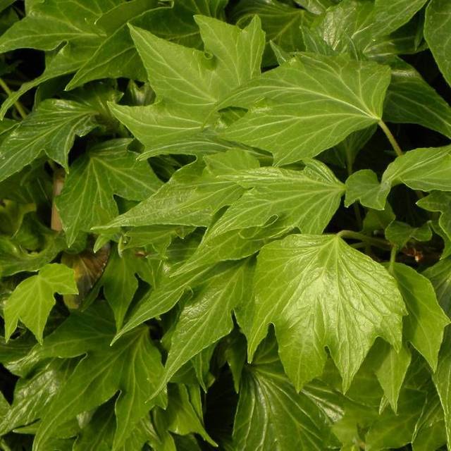 Lierre des bois Ivalace (D.R Travers)