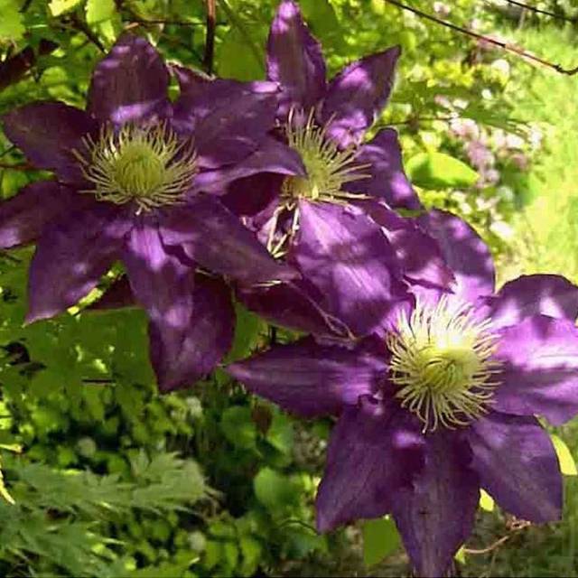 Clématite Couronne Royale (D.R Travers)