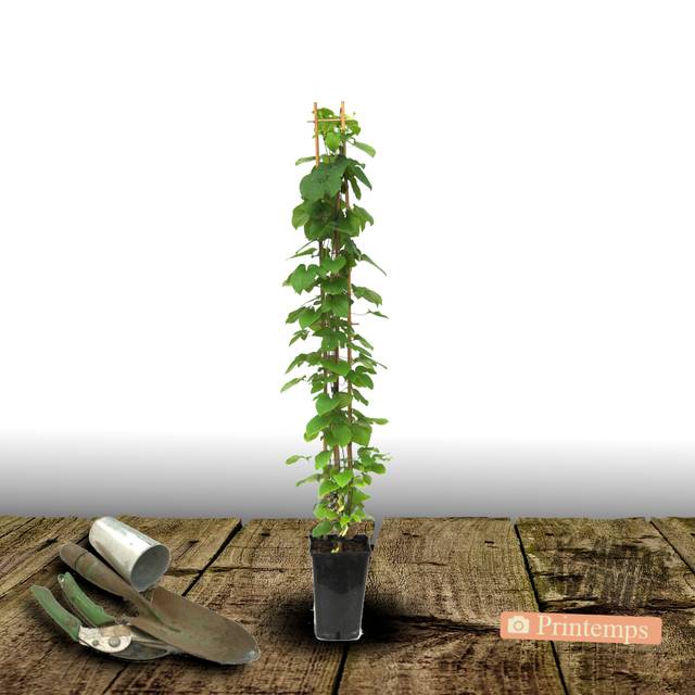 Clématite Spotlight® 'Zo08160' (D.R Travers)