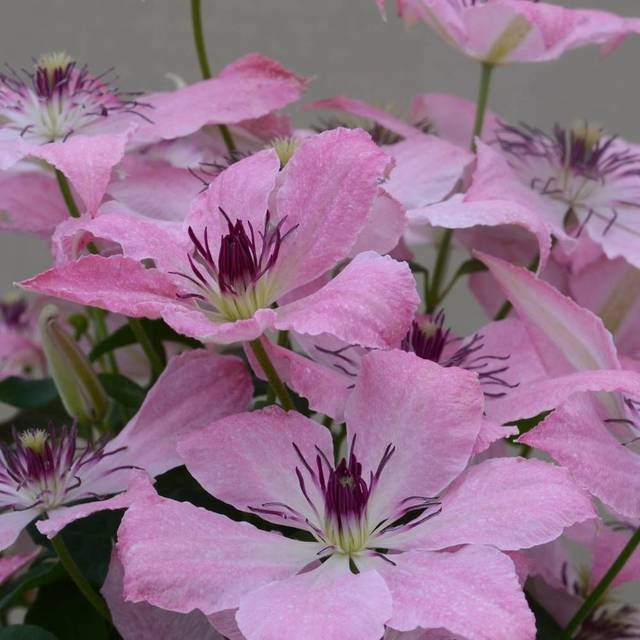 Clématite Sarah Elisabeth™ 'Evipo098' (D.R Travers)