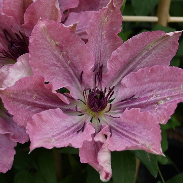 Clématite Sarah Elisabeth™ 'Evipo098' (D.R Travers)