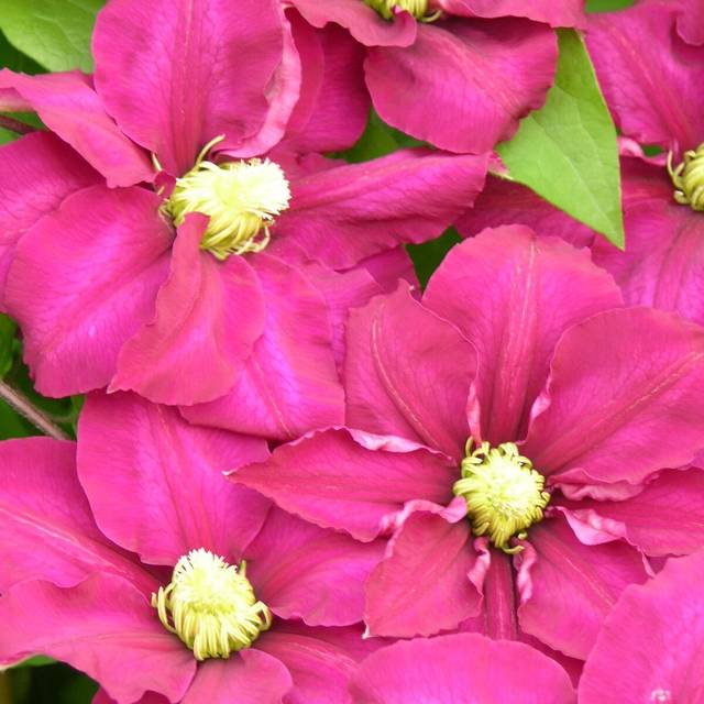 Clématite SUCCESS® Magenta 'Tra73' (D.R Travers)