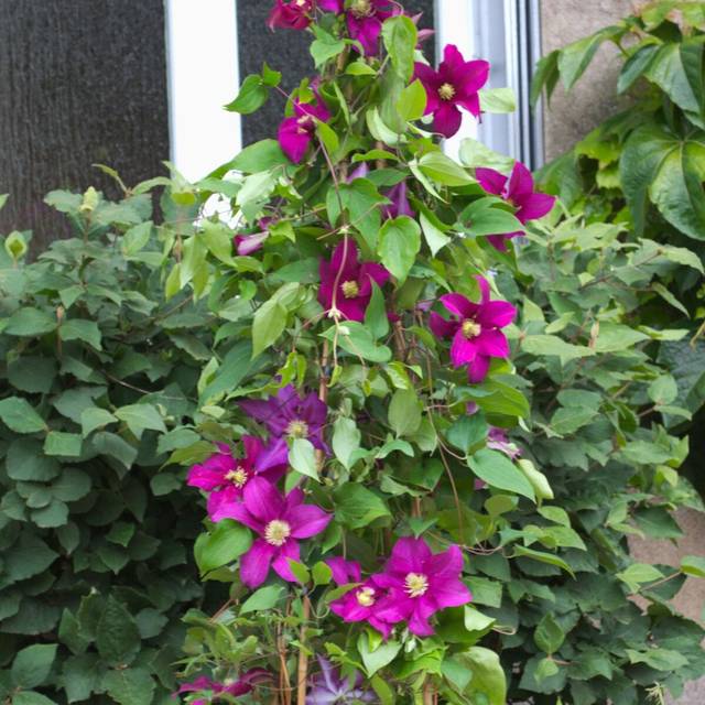 Clématite SUCCESS® Magenta 'Tra73' (D.R Travers)