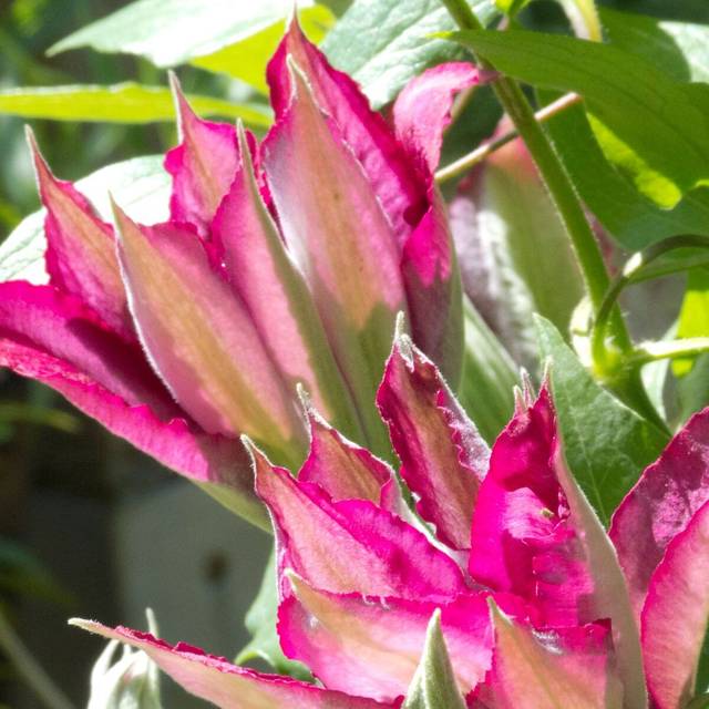 Clématite SUCCESS® Magenta 'Tra73' (D.R Travers)