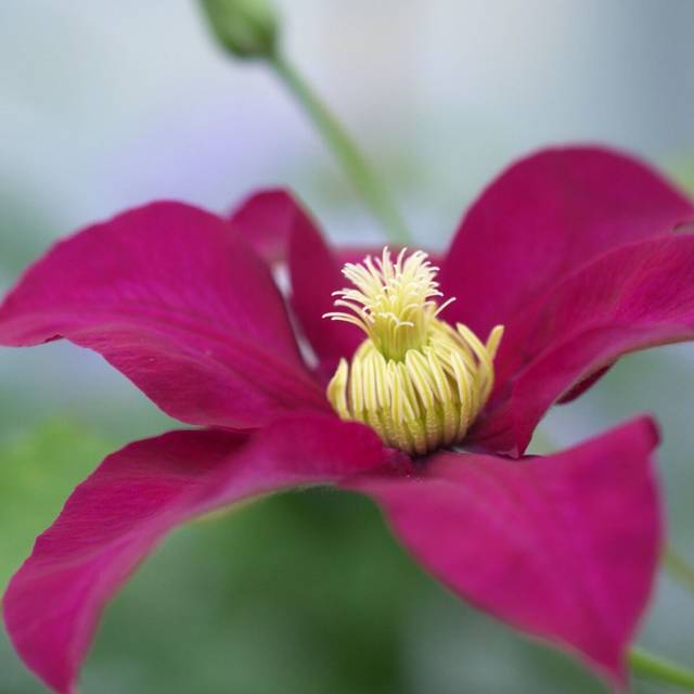 Clématite SUCCESS® Magenta 'Tra73' (D.R Travers)