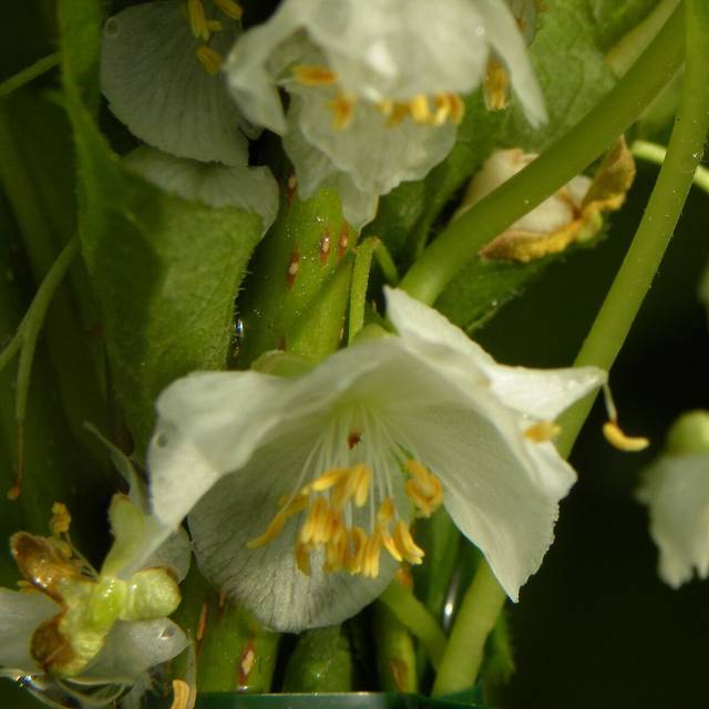 Kiwi arctique Adam (Mâle) (D.R Travers)