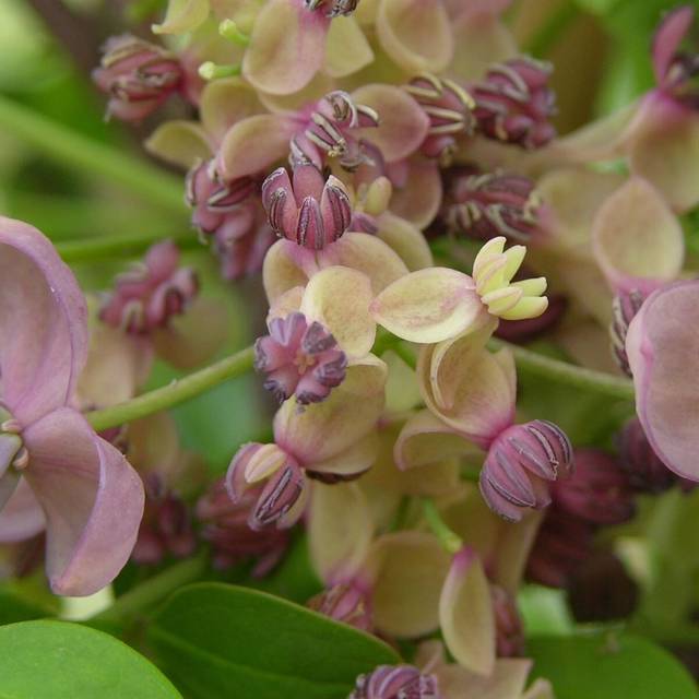 Akebie quinata Silver Bells (D.R Travers)