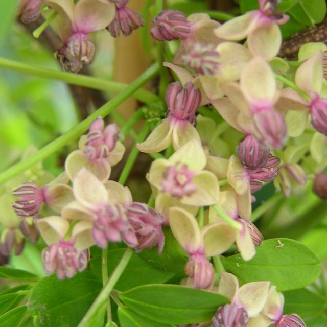 Akebie quinata Silver Bells (D.R Travers)
