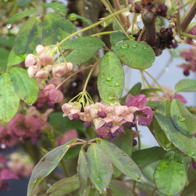 Akebie quinata Silver Bells (D.R Travers)