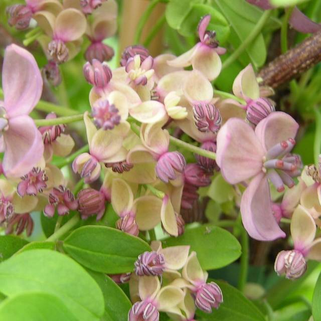 Akebie quinata Silver Bells (D.R Travers)