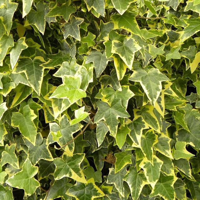 Lierre des bois Goldchild (D.R Travers)