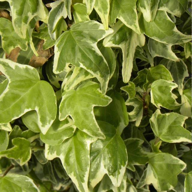 Lierre à patte d'oie Sagittifolia Variegata (D.R Travers)