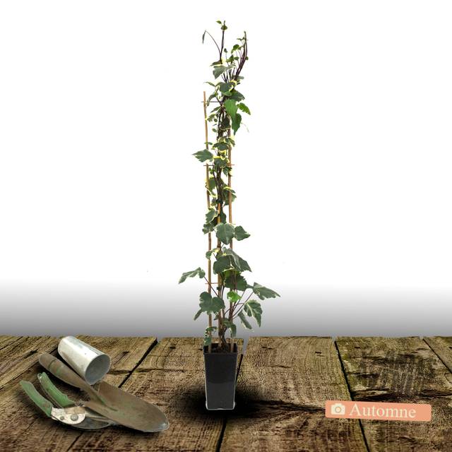 Lierre à patte d'oie Sagittifolia Variegata (D.R Travers)