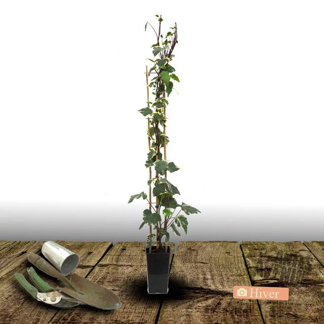 Lierre à patte d'oie Sagittifolia Variegata (D.R Travers)