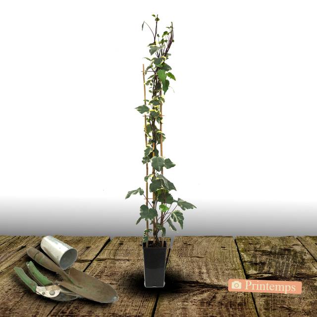Lierre à patte d'oie Sagittifolia Variegata (D.R Travers)