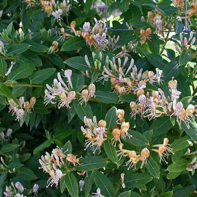 Chèvrefeuille CAPRILIA® Ever 'Inov 42' (D.R Travers)