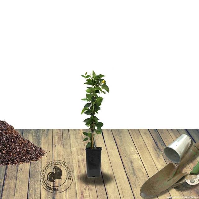 Chèvrefeuille CAPRILIA® Ever 'Inov 42' (D.R Travers)