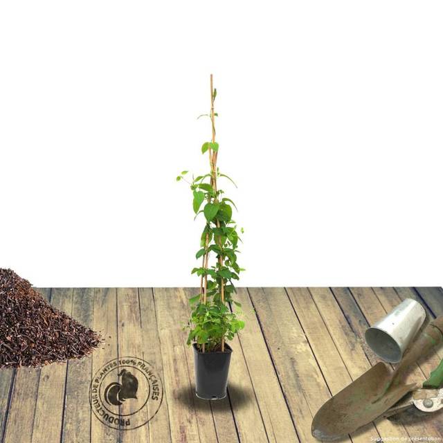 Chèvrefeuille CAPRILIA® Ever 'Inov 42' (D.R Travers)