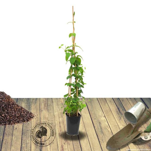 Chèvrefeuille CAPRILIA® Ever 'Inov 42' (D.R Travers)