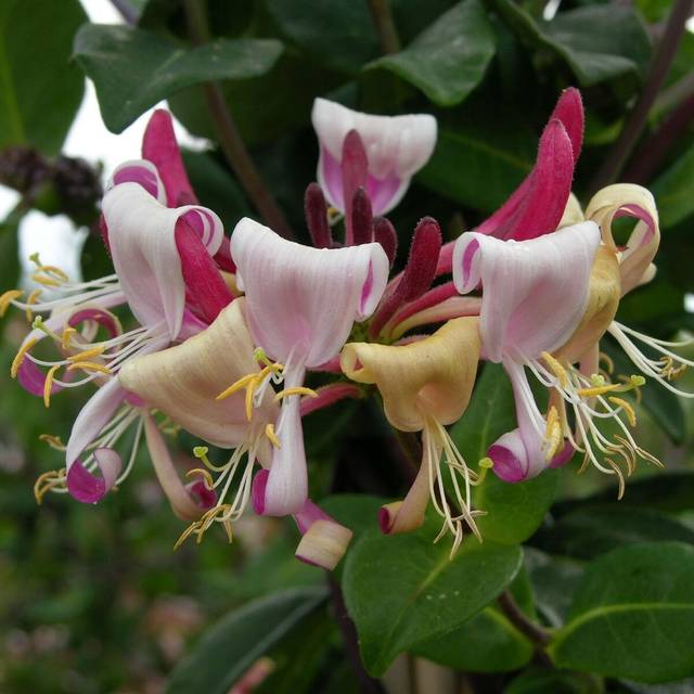 Chèvrefeuille CAPRILIA® Imperial 'Inov 86' (D.R Travers)