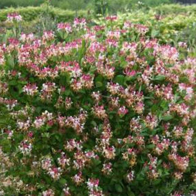 Chèvrefeuille CAPRILIA® Imperial 'Inov 86' (D.R Travers)
