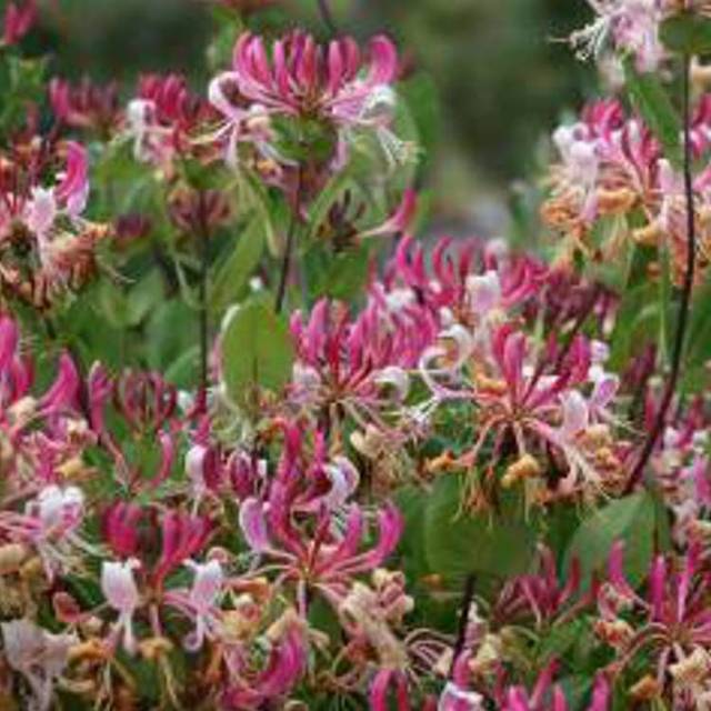 Chèvrefeuille CAPRILIA® Imperial 'Inov 86' (D.R Travers)