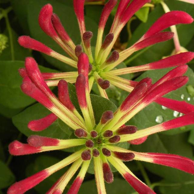 Chèvrefeuille CAPRILIA® Imperial 'Inov 86' (D.R Travers)