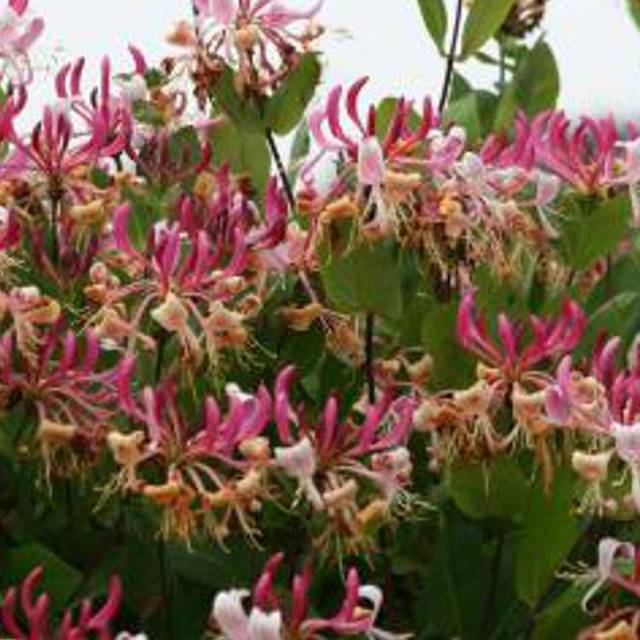 Chèvrefeuille CAPRILIA® Imperial 'Inov 86' (D.R Travers)