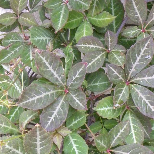 Vigne Vierge henryana (D.R Travers)