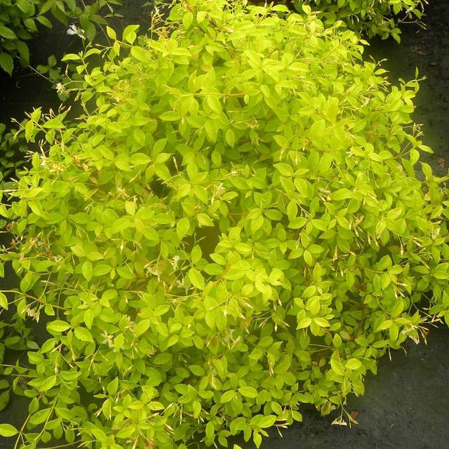 Jasmin étoilé Golden Memories® (D.R Travers)