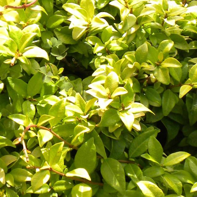 Jasmin étoilé Golden Memories® (D.R Travers)