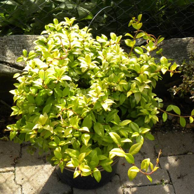 Jasmin étoilé Golden Memories® (D.R Travers)