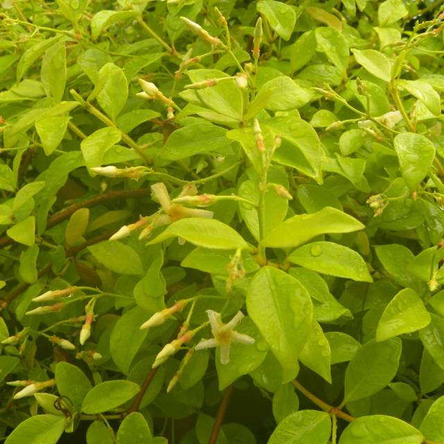 Jasmin étoilé Golden Memories® (D.R Travers)