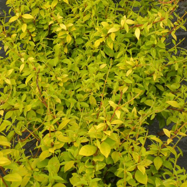 Jasmin étoilé Golden Memories® (D.R Travers)