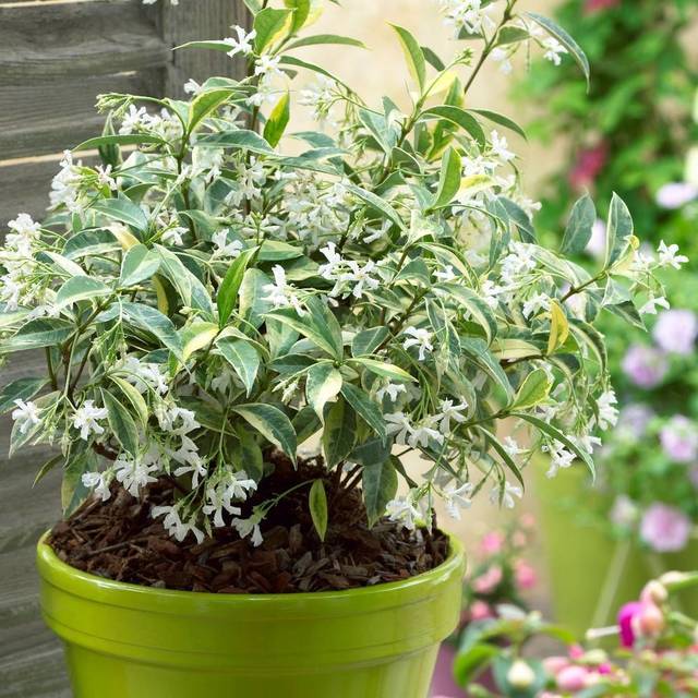Jasmin étoilé Sun Lover® (D.R Travers)