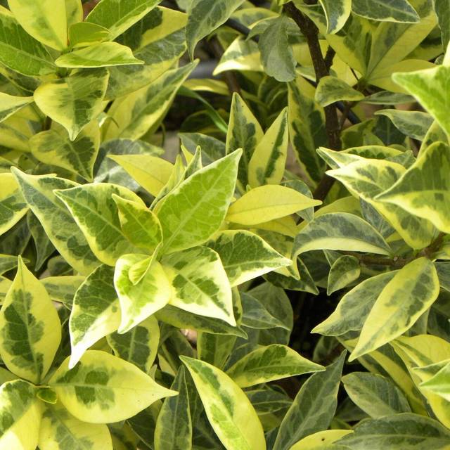 Jasmin étoilé Sun Lover® (D.R Travers)